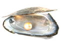 Freshwater Pearl Information